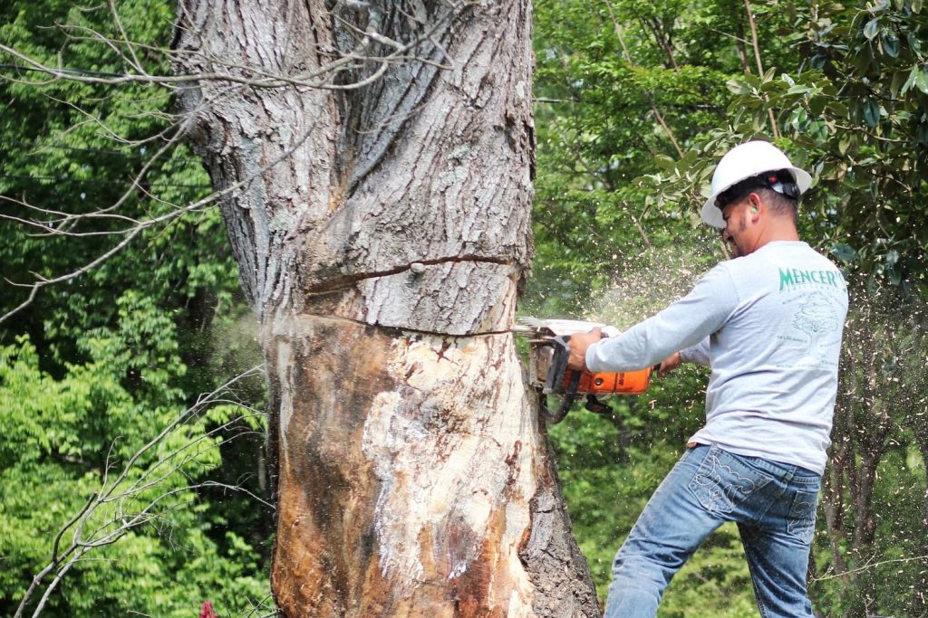 Facts about tree removal that property holders must know